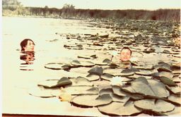 Water-lily. Schurovo 1990
