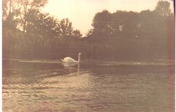 Swan. Severski Donets 1990